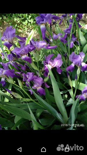 Саженцы персиков,ежевики,калины,малины и цветы