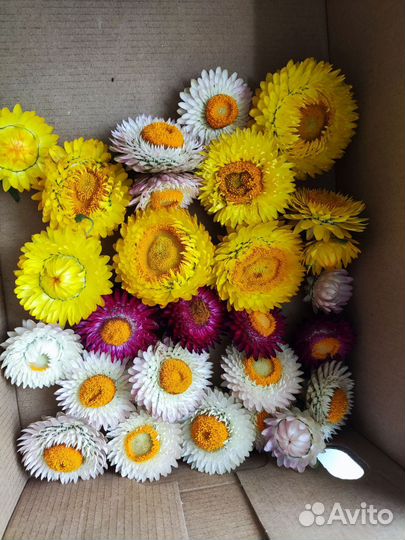 Цветы сухоцветы набор Гелихризум