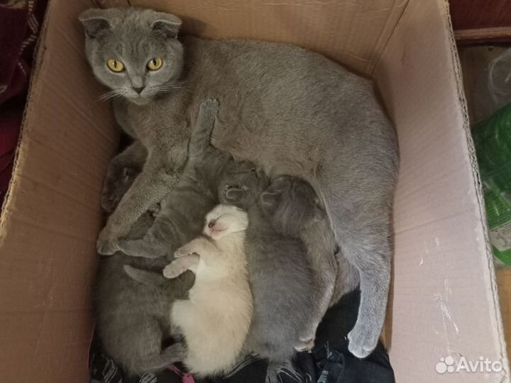 Серый вислоухий котенок