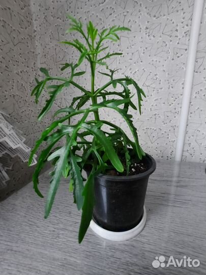 Каланхоэ рассеченное