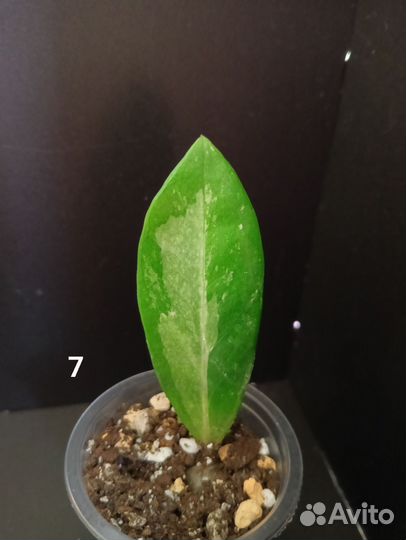 Замиокулькас вариегатный шорт лив