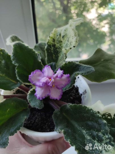 Фиалка в горшках