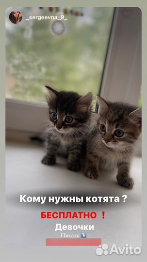 Котята в добрые руки даром бесплатно