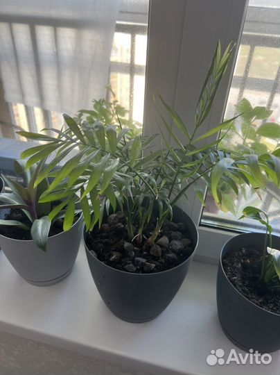 Комнатные цветы