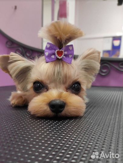 Стрижка собак