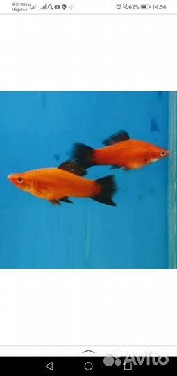 Аквариумные рыбки Меченосцы