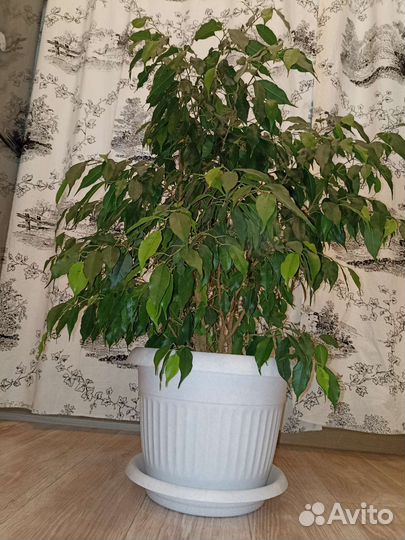 Фикус бенджамина большой пушистый