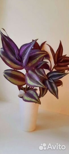 Традесканция зебрина фиолетовая