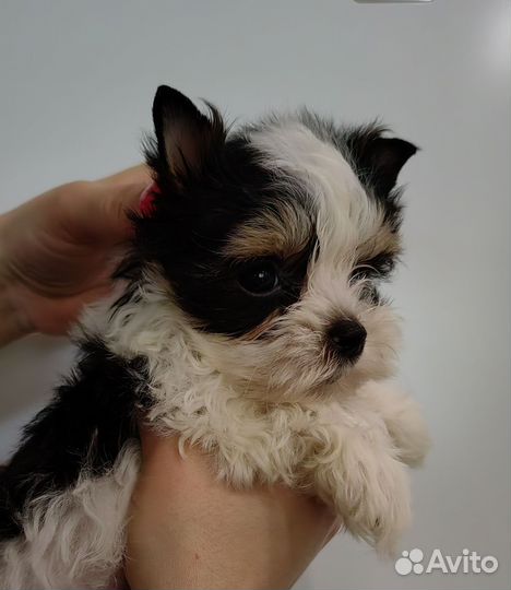 Биверята с документами