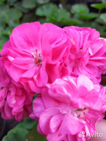 Пеларгония герань. Survivor Idols Rosalinda