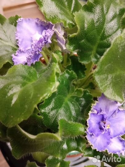 Фиалка сортовая