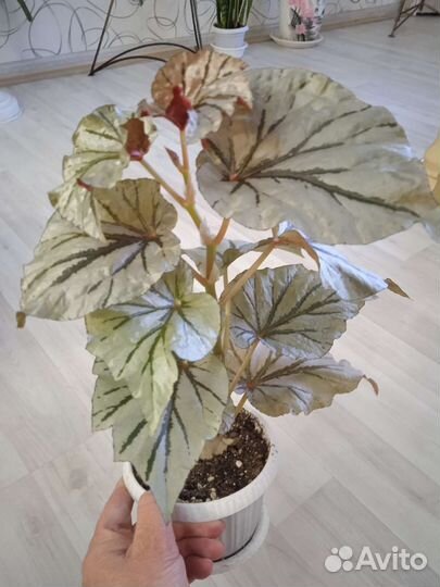 Бегония тростниковая