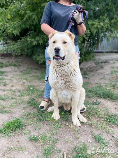 Мишка в поисках дома