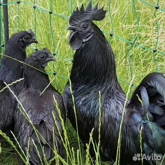 Чёрный петух