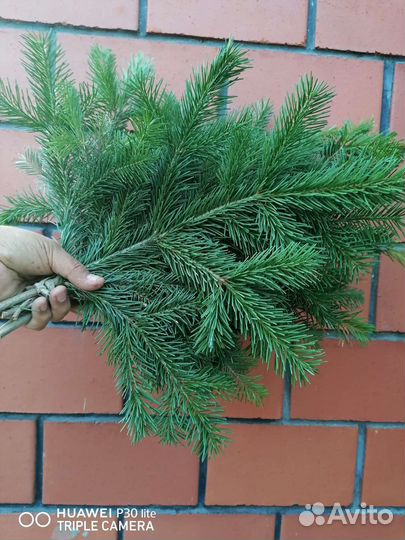 Веники для бани пихта