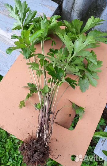 Многолетние садовые растения