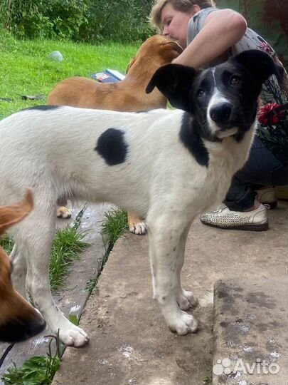 Собака щенок кобель мальчик бесплатно добрые руки