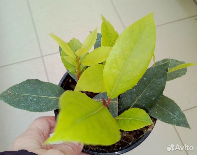 Кофе арав/Аукуба /Лавр /Фикус лиров,каучук/Руэллия