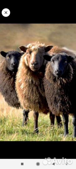 Шерсть овечья