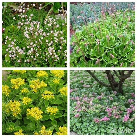 Очиток,седум,почвопокровные,барвинок