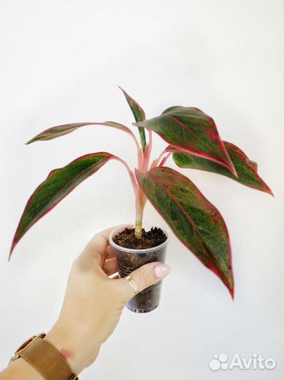 Аглаонема Крит, Йок Канхана, Бьюти Паттайя