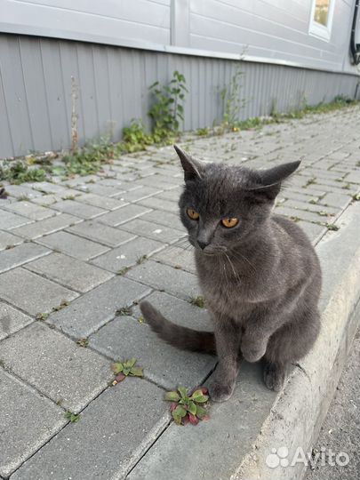 Котята русская голубая в добрые руки