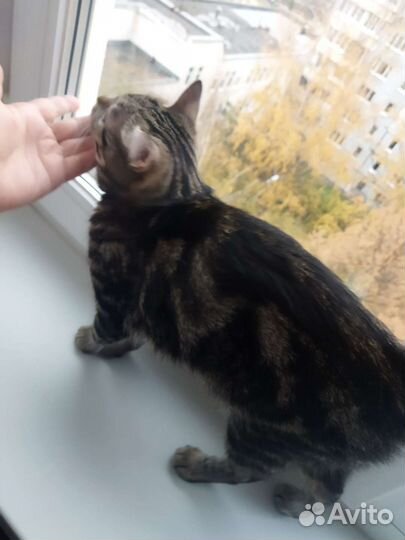 Молодая кошка в дар