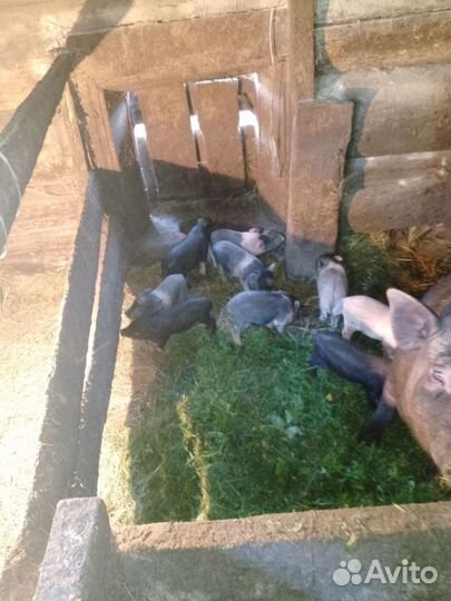 Вьетнамские поросята