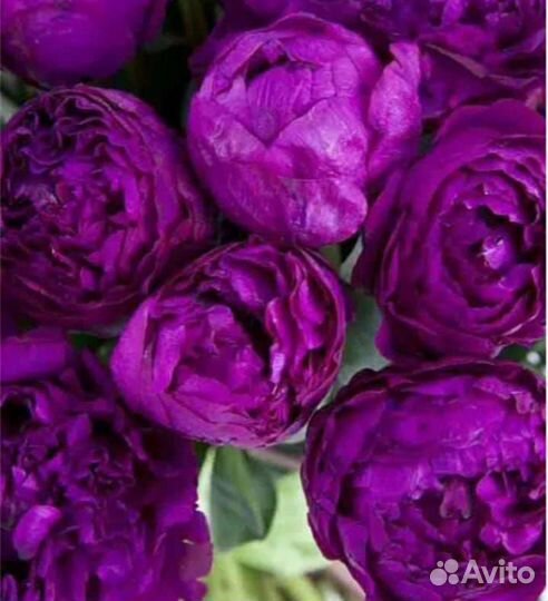 Пионы редкие сорта