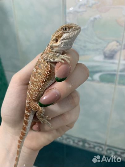 Бородатые анамы (50% рэд)