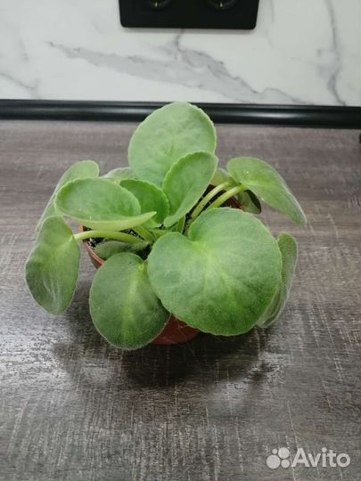 Сортовые фиалки