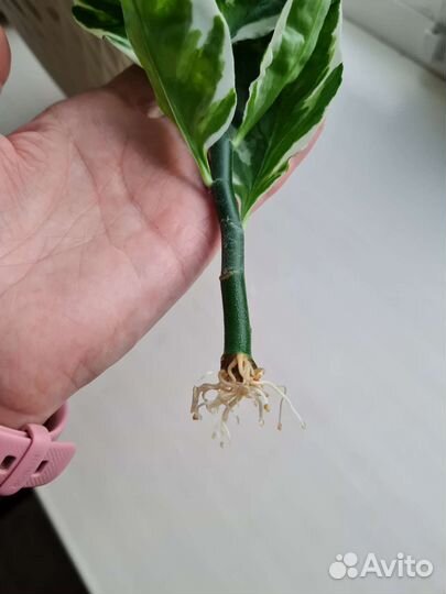 Педилантус