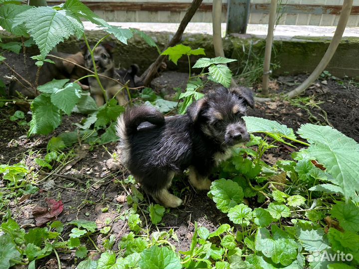 Отдам щеночков в добрые руки