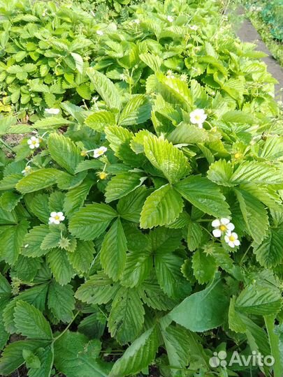 Земляника белая сортовая