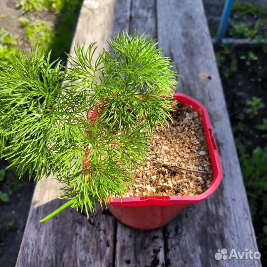 Пион майский