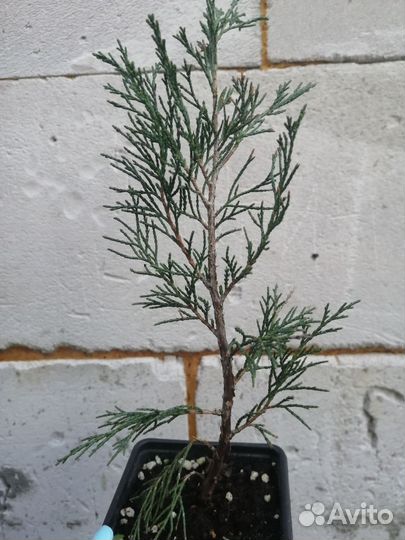 Можжевельник