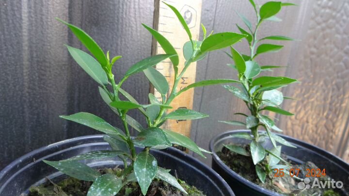 Миртолистный Померанец Чинотто Обыкновенный