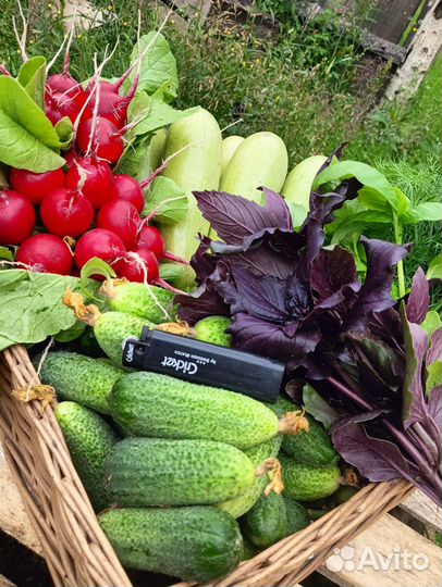 Огурцы тепличные