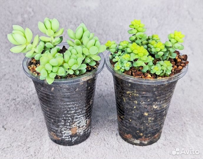 Суккуленты