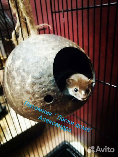 Ласка. Куница