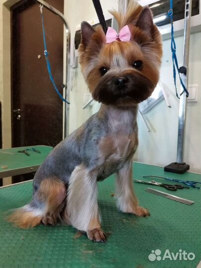 Профессиональная стрижка собак с любовью