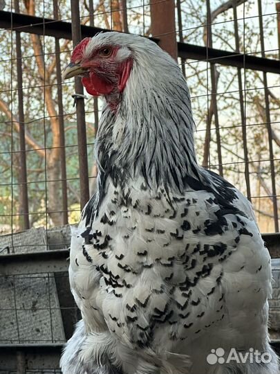 Петухи брама