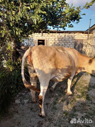 Корова на мясо