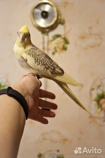 Попугай корелла. Взрослые ручные самочки