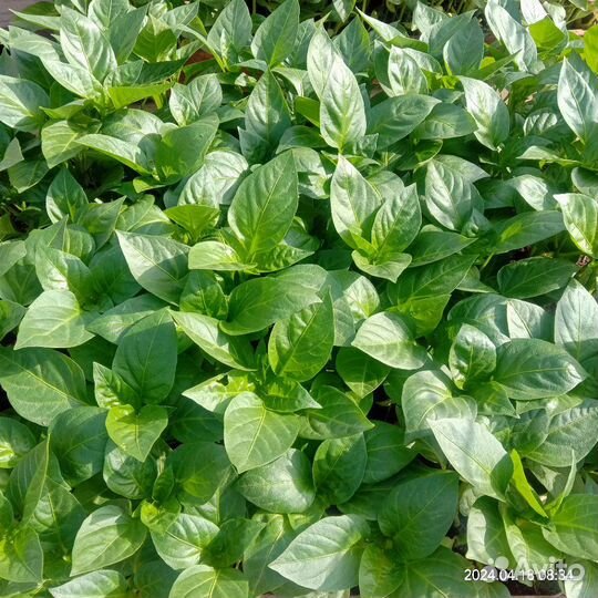 Продажа рассады