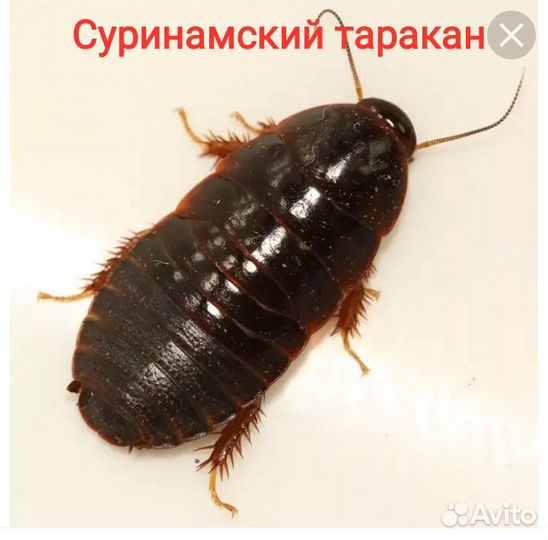 Кормовые насекомые-Тараканы, Зофобас