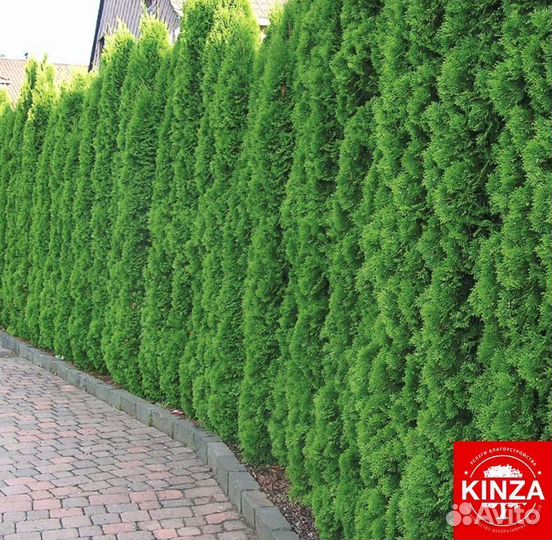 Туя смарагд 1,34 м
