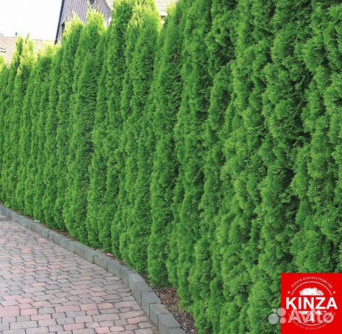 Туя смарагд 1,34 м