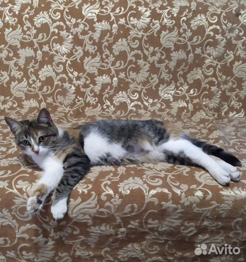 Кошка трехцветная в добрые руки