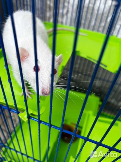 Крыса с клеткой бесплатно